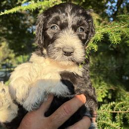 Minnow - Black and white female Bernedoodle puppy in Coopersburg, Pennsylvania from Deutsch Hund Haus