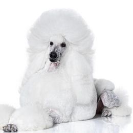 Dragon - Poodle