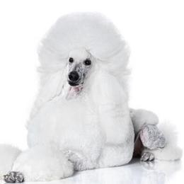 Dragon - Poodle