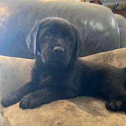 Boy 4 - Black male Labrador Retriever puppy in Maynardville, Tennessee from Three Bears Labradors