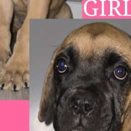 Cane Corso from Angel Ballard