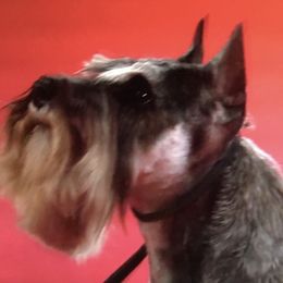 Miniature Schnauzer All Grown Up from Crown Point Miniature Schnauzers