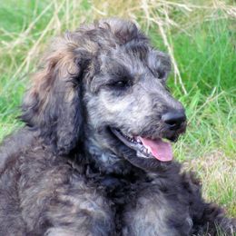 Poodles from SweetB Working Standards