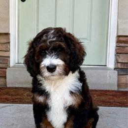 Buster - male Australian Mountain Doodle puppy in Syracuse, Utah from Island View Poodles & Doodles