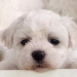 Valantino - White male Bichon Frise puppy in Lindale, Texas from Patchwork Bedlington Terriers and Bichon Frise