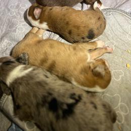 Red Merle 1 - Red merle female Aussiedoodle puppy in Punta Gorda, Florida from Blitzenhaus Working Dogs-Home of the Working Czech Shepherd and Rottweiler and Splash of Color Aussiedoodles