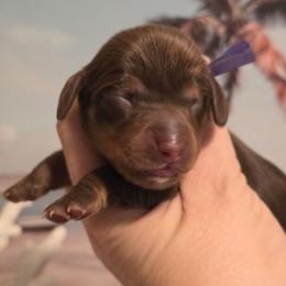 Purple female - Chocolate and tan female Dachshund puppy in Romney, Indiana from Brown's Valley Dachshunds
