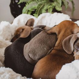 Dachshund Puppies from Hoosier Little Wieners