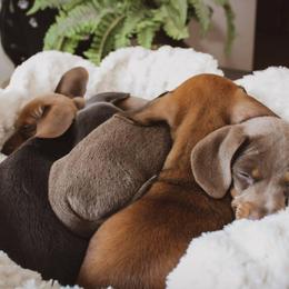 Dachshund Puppies from Hoosier Little Wieners