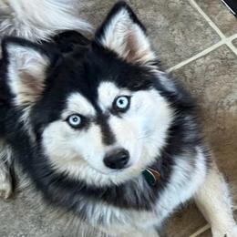 Cadi - Pomsky