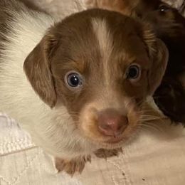 Dachshunds from Weenie Dog Acres