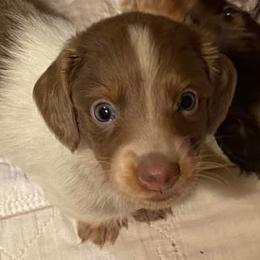 Dachshunds from Weenie Dog Acres