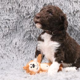 Poodle Puppies from Absolutely Pampered Poodles