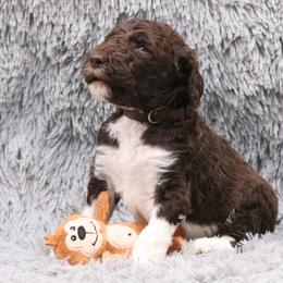 Poodle Puppies from Absolutely Pampered Poodles