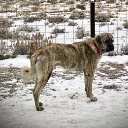 Boris - Anatolian Shepherd Dog