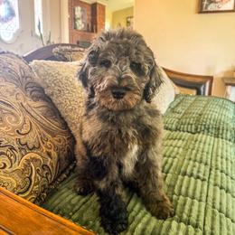 Bulbasaur - Merle male Goldendoodle puppy in Norman, Oklahoma from Wilson Family Companions