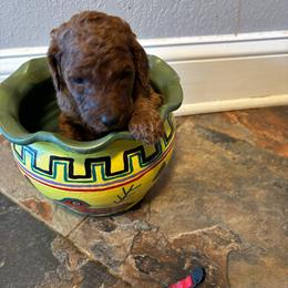 Red  Collar - Red  male Poodle puppy in Henagar, Alabama from Windy Oak Kennels