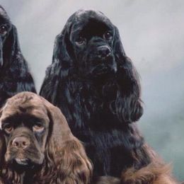 Cocker Spaniels from Tumbleweed