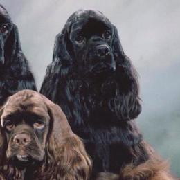 Cocker Spaniels from Tumbleweed