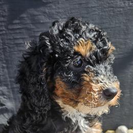 Bernedoodles, Cavapoos, and Newfypoos from Peaceful Pines LLC