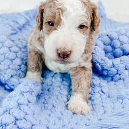 Darth - Yellow and white male Bernedoodle puppy in Otisville, Michigan from Danie’s Darling Doodles LLC