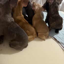 French Bulldog Puppies from Southern Class Frenchies