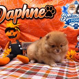Daphne - Wolf sable female Pomeranian puppy in Sandia, Texas from Broken Arrow Poms