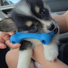 Umbreon - Black and tan male Pembroke Welsh Corgi puppy in Canton, Texas from P2 Corgis | P-Squared Homestead