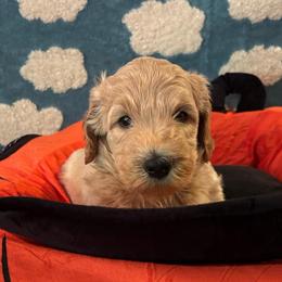 Chassis - Apricot female Poodle puppy in Elkin, North Carolina from Poodle and Doodle Haven