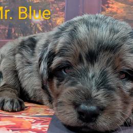 Goldendoodle, Golden Retriever, Labradoodle, and Labrador Retriever Puppies from Robertson's Retrievers and Doodles