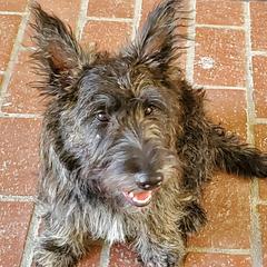 Scottish Terriers from Mary’s Scotty’s of Yorba