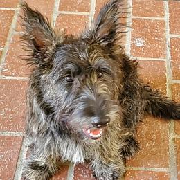 Scottish Terriers from Mary’s Scotty’s of Yorba