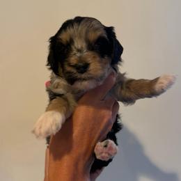 Nova - Blue merle female Bernedoodle puppy in Payson, Utah from Country Sky Doodles