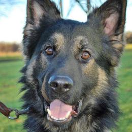 Ronin - German Shepherd