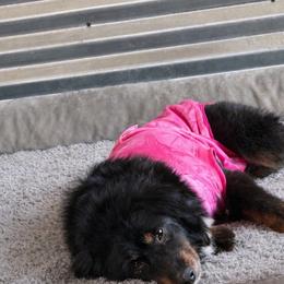 Cassie - Black tri female Miniature Australian Shepherd puppy in Oronogo, Missouri from Dutton's Show Me Farms