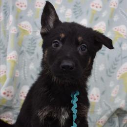 Blue Boy - Black and tan male German Shepherd puppy in Grants Pass, Oregon from Granville German Shepherds