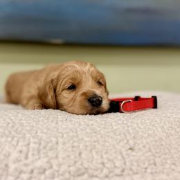 Red collar boy - Apricot male Goldendoodle puppy in Dupont, Washington from Willow Tree Doodles