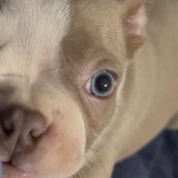 Boston Terriers from Bode’s Bostons