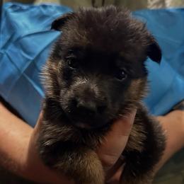 Girl 2 - Bi-color female German Shepherd puppy in Londonderry, New Hampshire from Rusak Shepherds / Wiley Hill Shepherds
