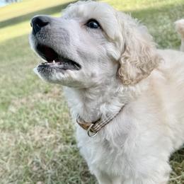 Mr Brown Collar (video) - Cream male Poodle puppy in Screven, Georgia from Dreamland Standard Poodles