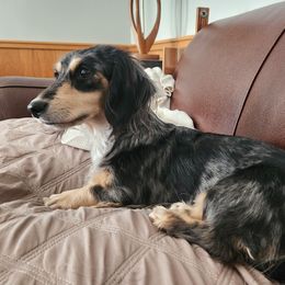 Paisley - Dachshund