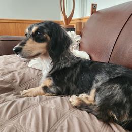 Paisley - Dachshund