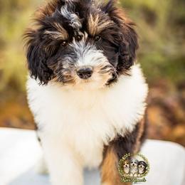 Bean - Black tri-color female Aussiedoodle puppy in Tonopah, Arizona from Kae's Kennels