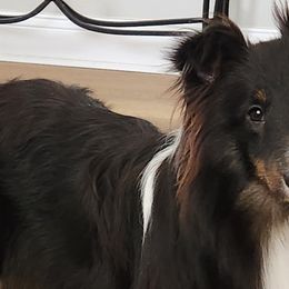 Gypsy - Shetland Sheepdog