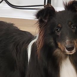Gypsy - Shetland Sheepdog