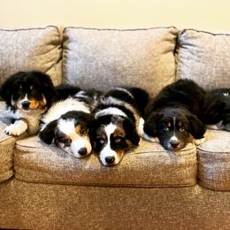 Australian Shepherd Puppies from Clover Bell Farm Australian Shepherds