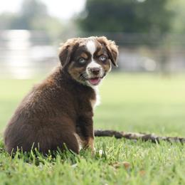 Mercy - Red tri female Miniature Australian Shepherd puppy in White Oak, Texas from Triple Lake Ranch Miniature Australian Shepherds
