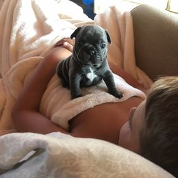 French Bulldog Puppies from Crooked C Ranch