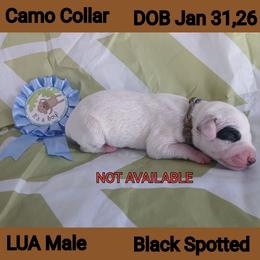 LUA BLACK SPOT BOY - White and black male Dalmatian puppy in Perry, Michigan from Mid-Michigan Dalmatians