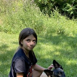 Belgian Malinois All Grown Up from Detto Fatto Malinois